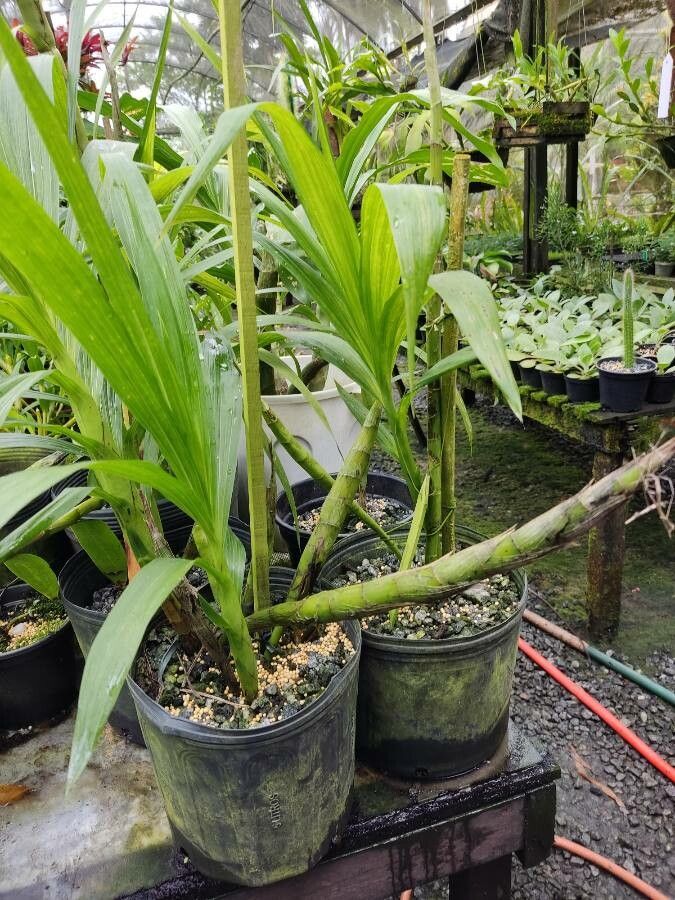 Cyrtopodium andersonii leaf