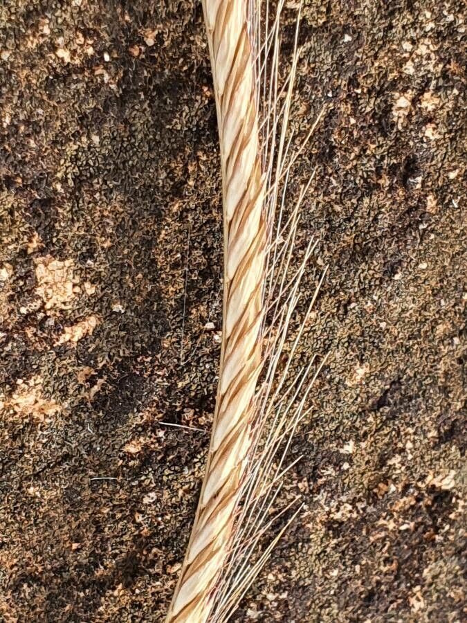 Enteropogon macrostachyus fruit