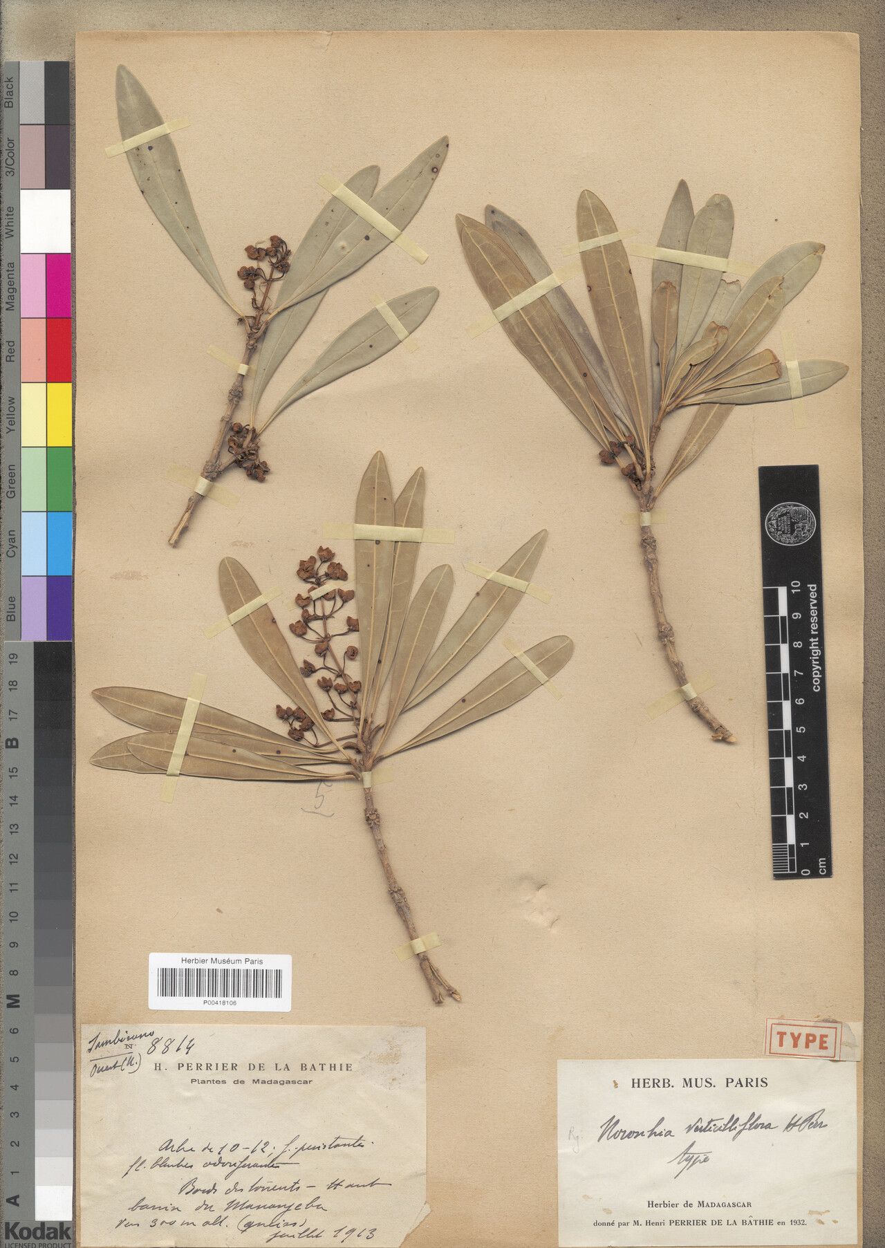 Noronhia verticilliflora — houseplant care guide