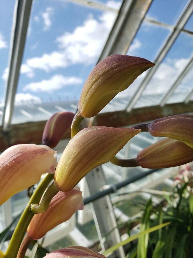 Cymbidium insigne fruit