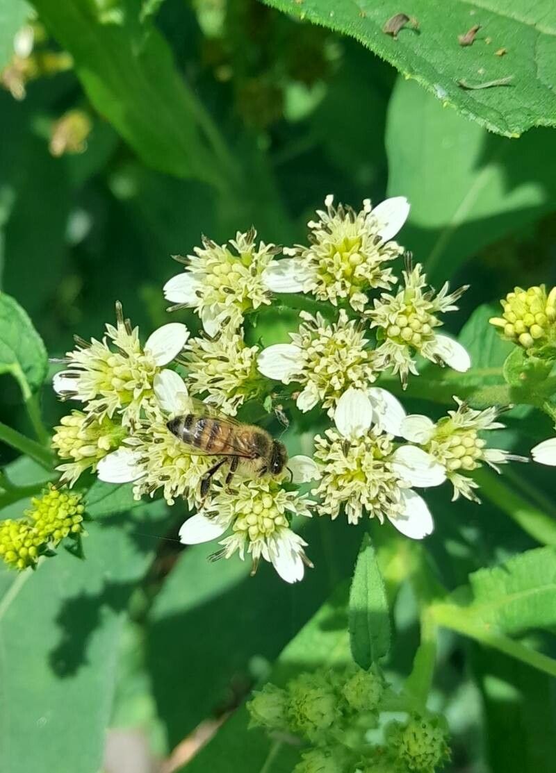 Verbesina macrophylla flower