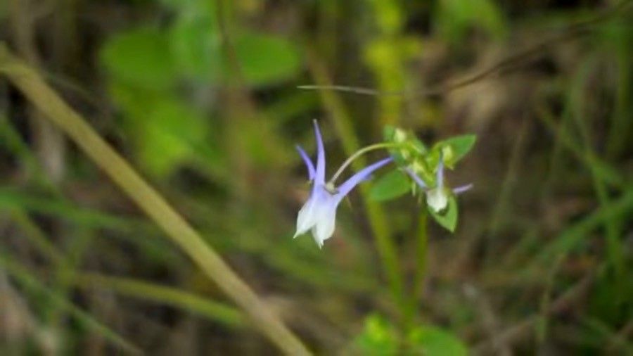 Halenia elliptica flower