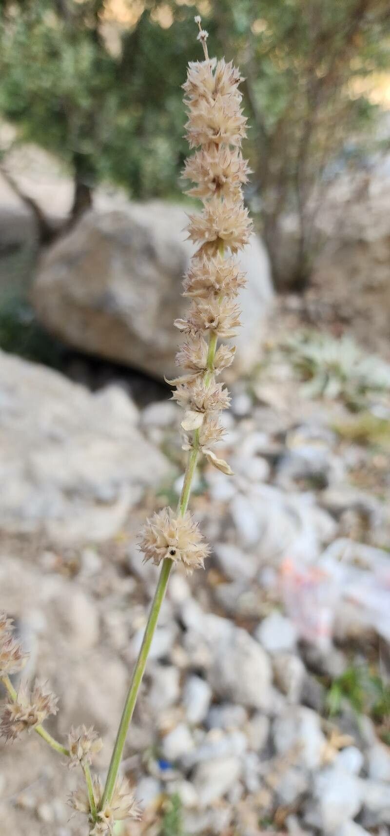 Stachys spectabilis fruit