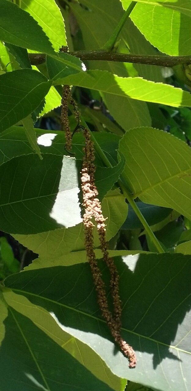 Carya alba flower