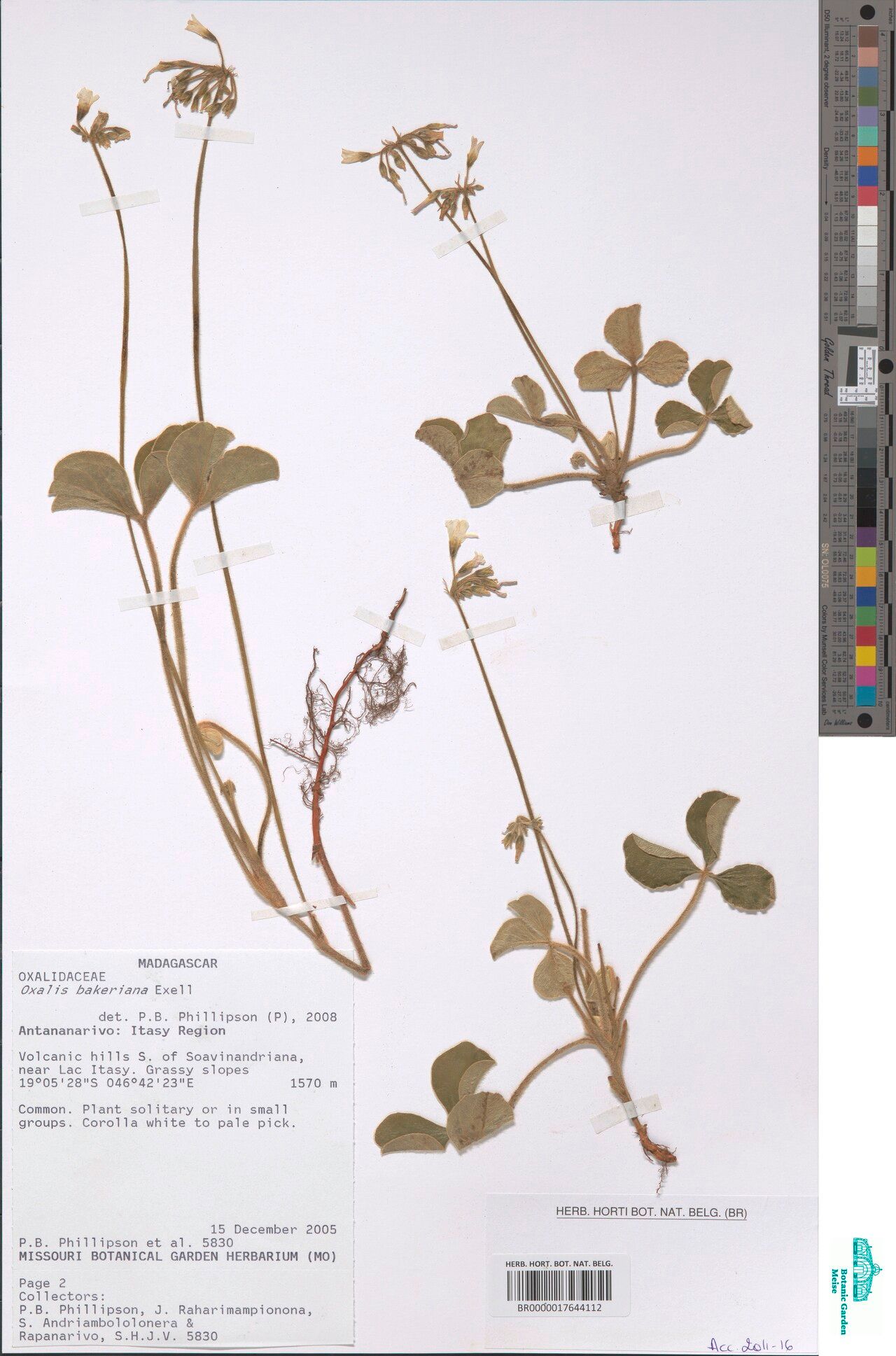 Oxalis bakeriana — houseplant care guide