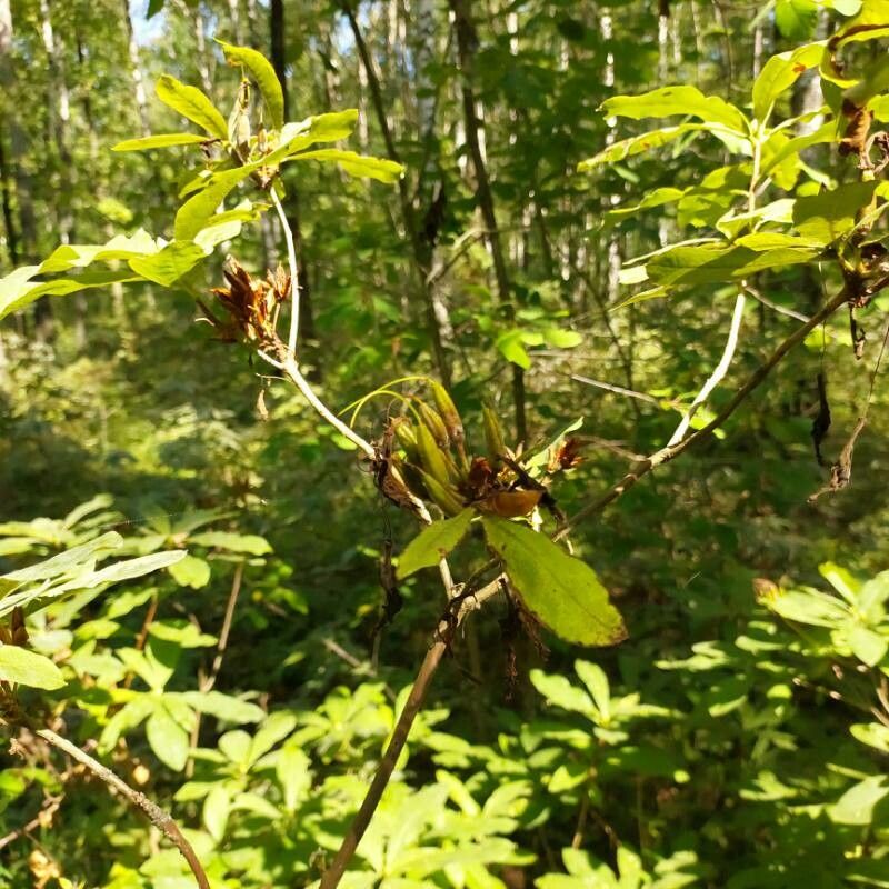 Rhododendron luteum fruit