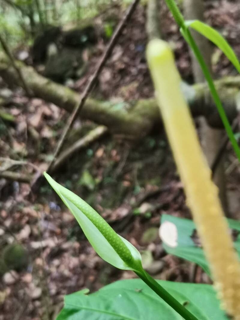 Anthurium acutifolium flower