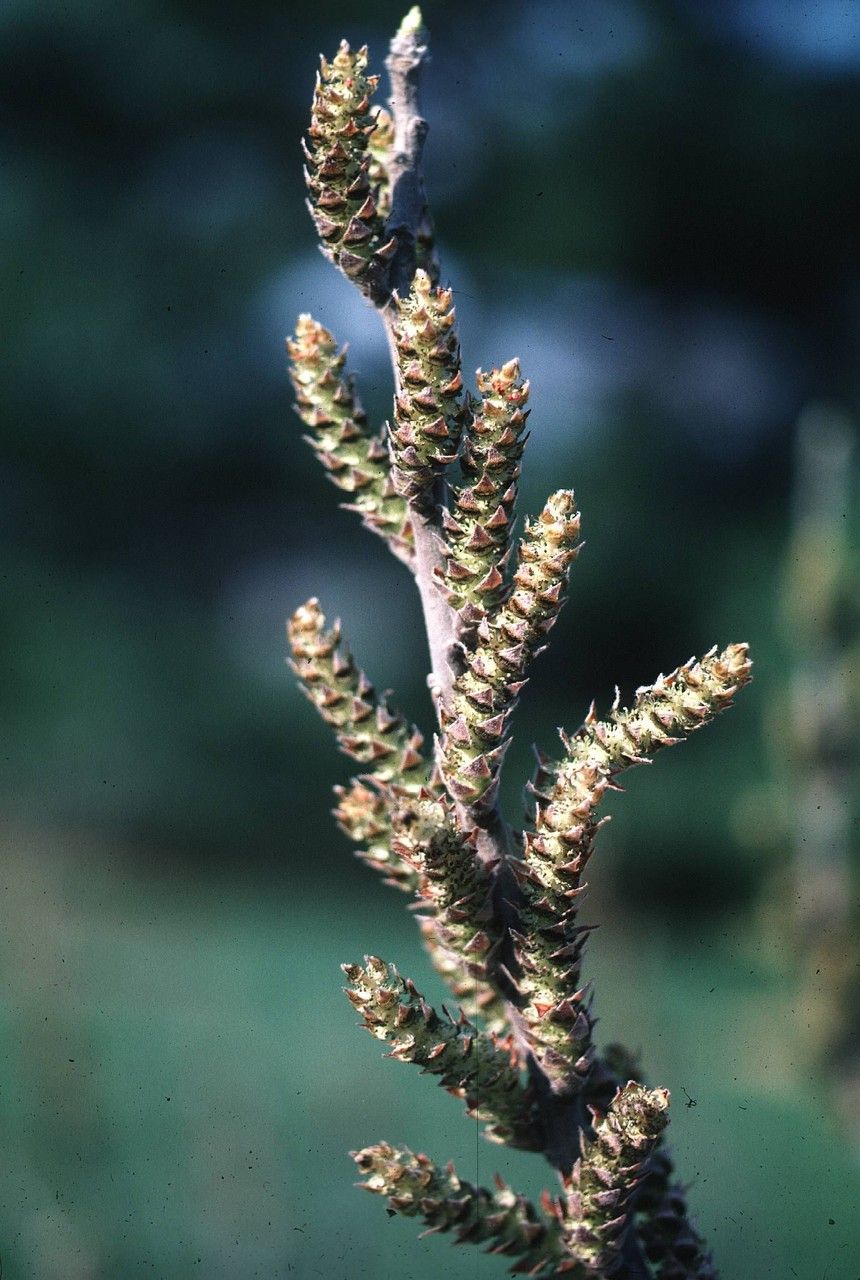Leitneria floridana flower