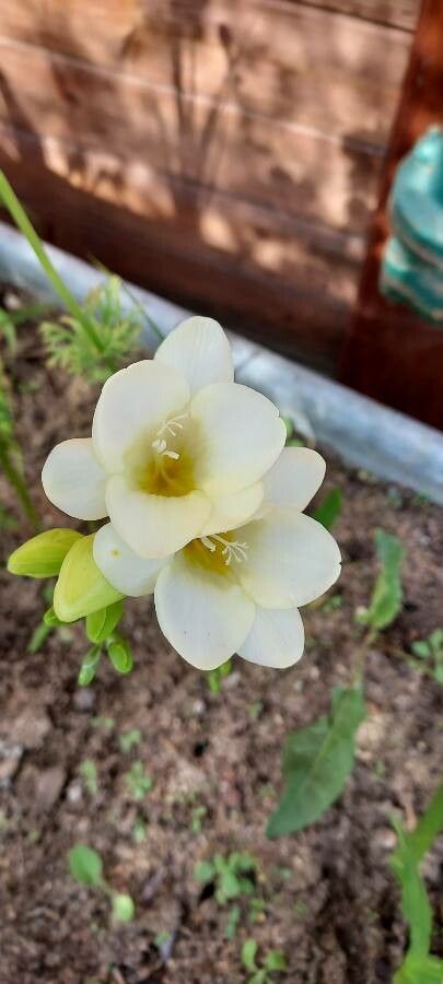 Freesia alba flower