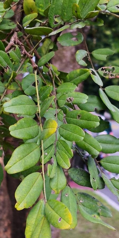 Dalbergia fusca — search result for 'Dalbergia'