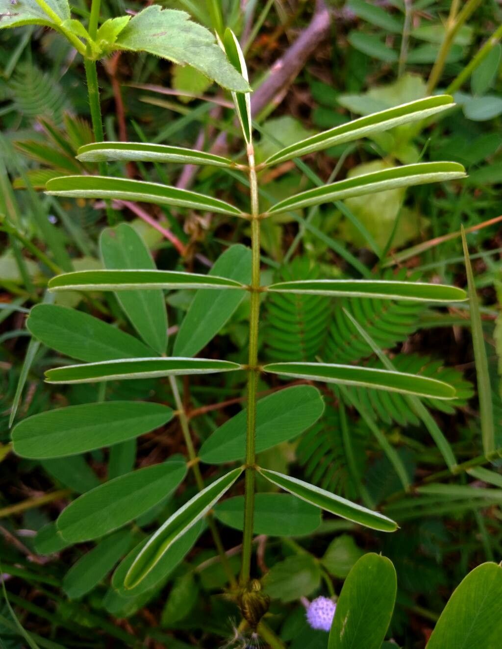 Tephrosia noctiflora — search result for 'Tephrosia'