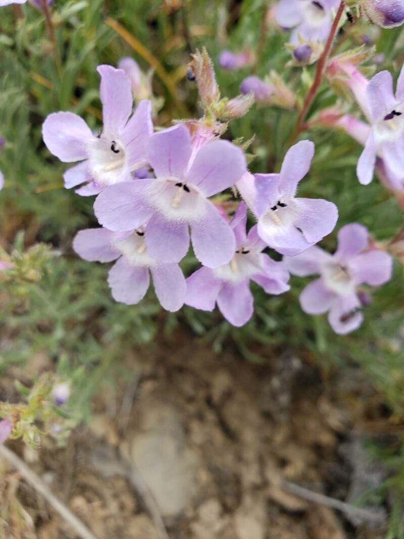 Penstemon linarioides — search result for 'Penstemon'