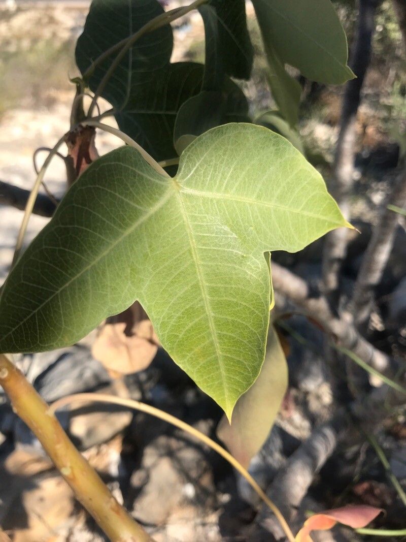 Jatropha mahafalensis leaf