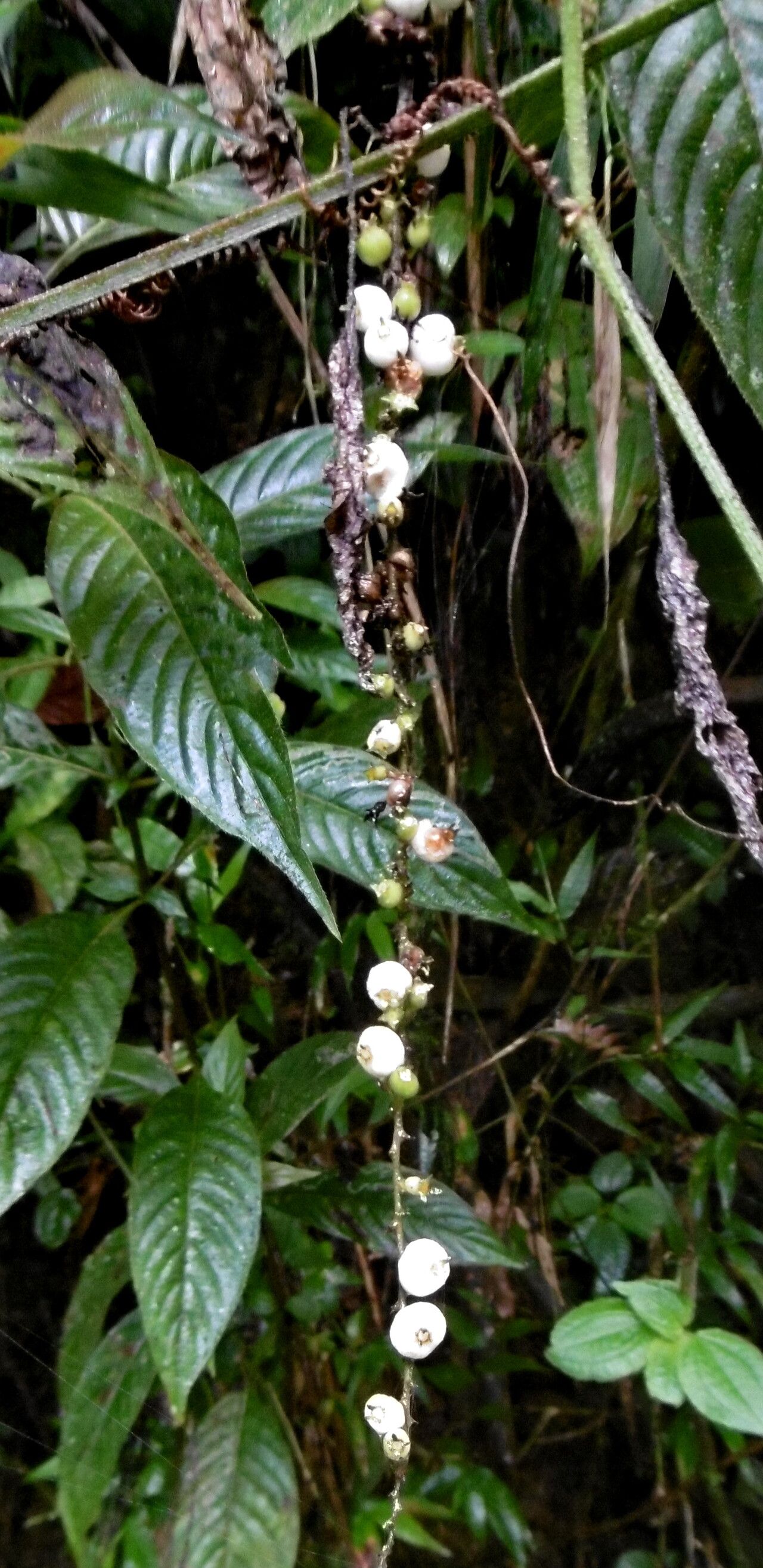 Coccoloba dussii fruit