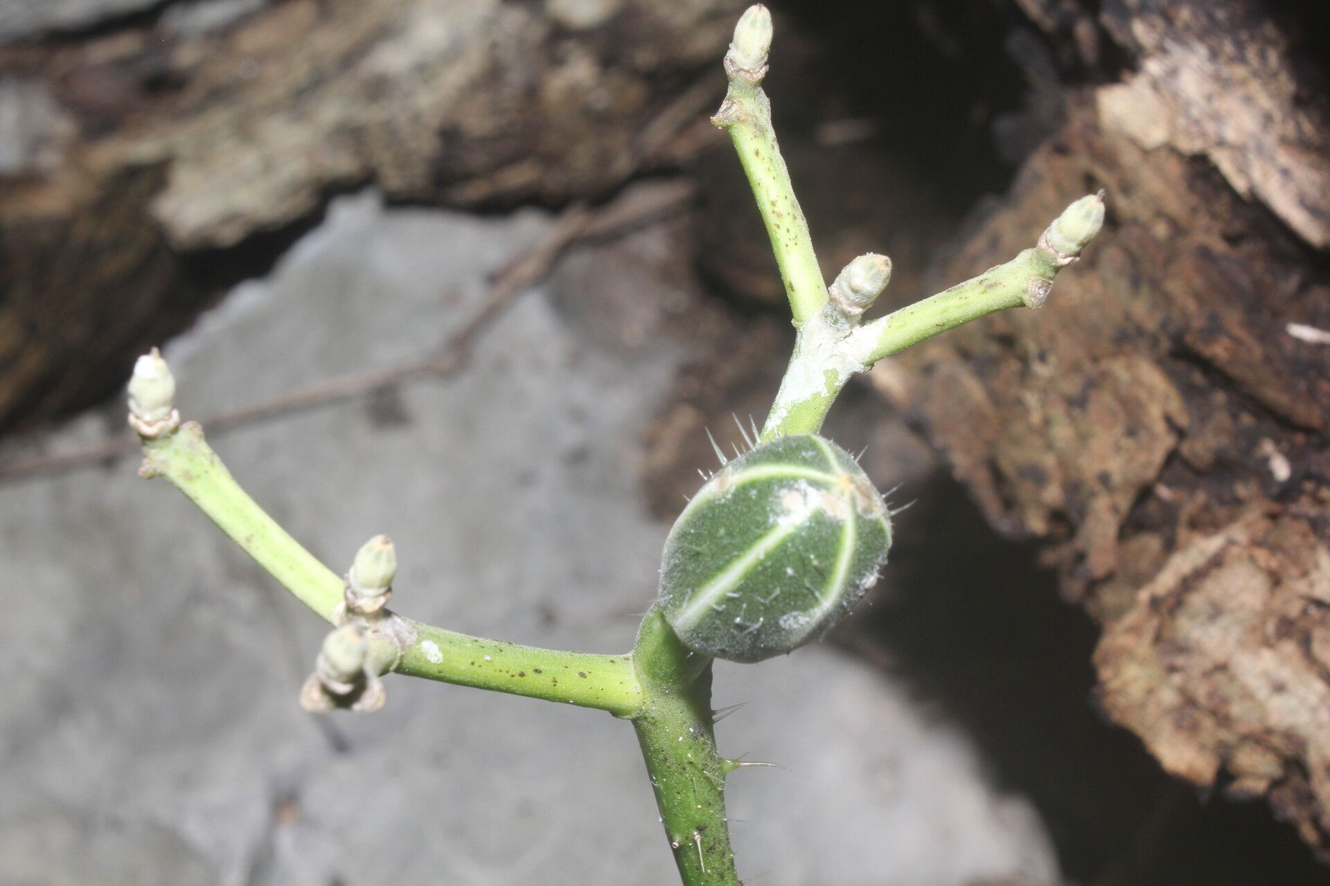 Cnidoscolus megacanthus fruit