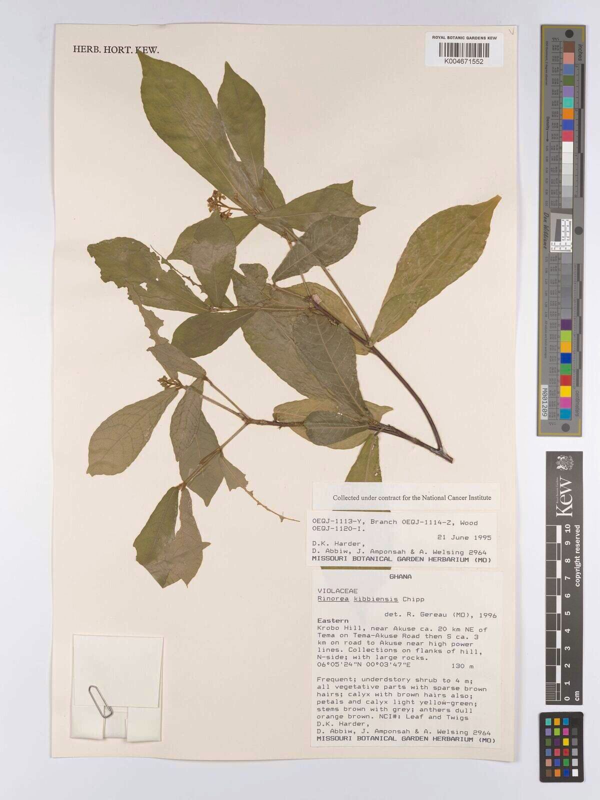 Rinorea kibbiensis — houseplant care guide