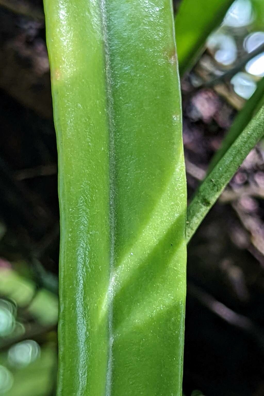 Pyrrosia lanceolata — houseplant care guide