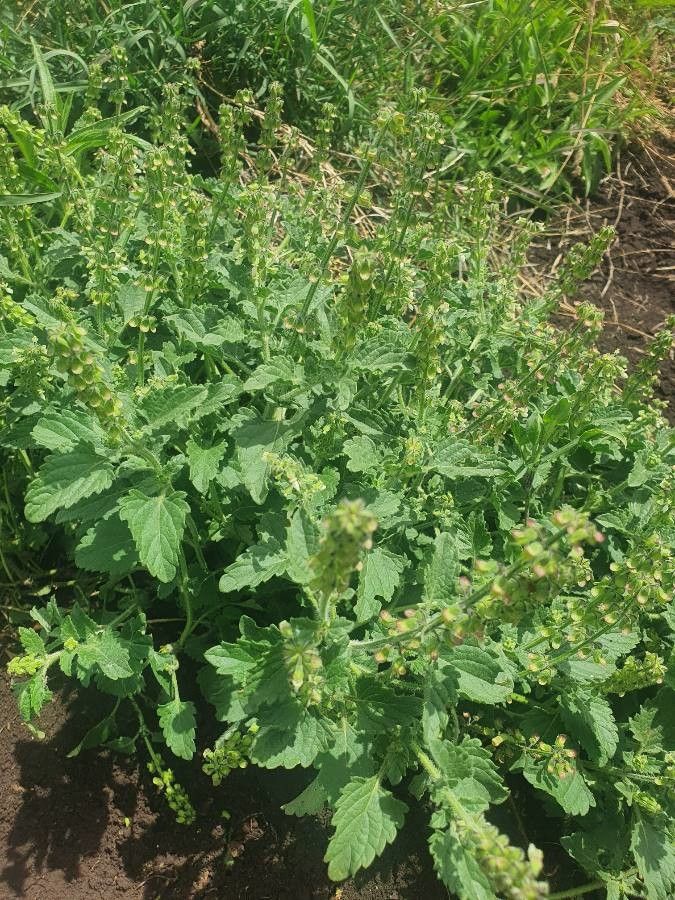 Orthosiphon pallidus habit