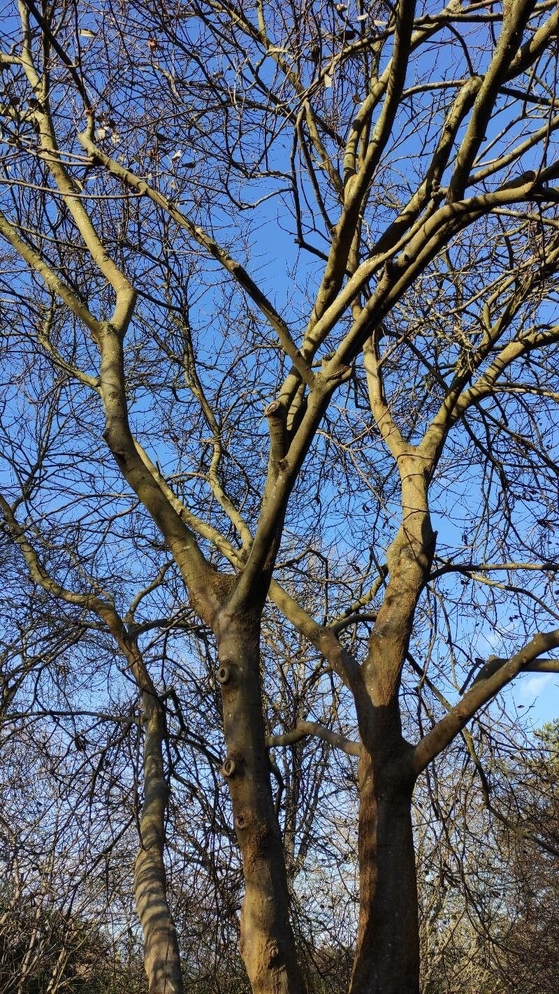 Celtis tournefortii habit