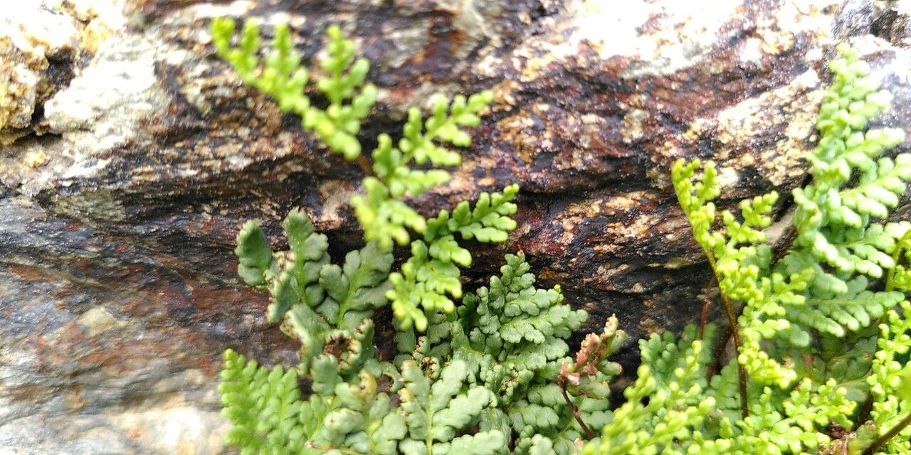 Allosorus tinaei leaf