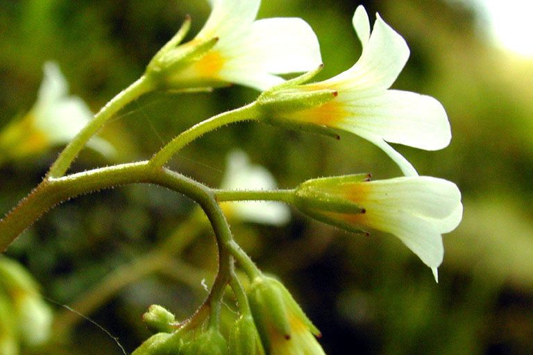 Romanzoffia californica flower