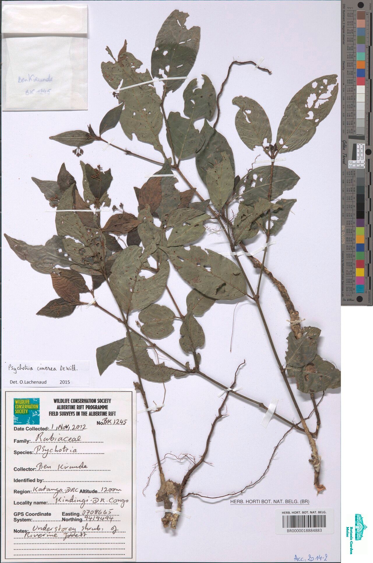 Psychotria cinerea — houseplant care guide