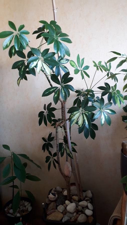 Schefflera abyssinica