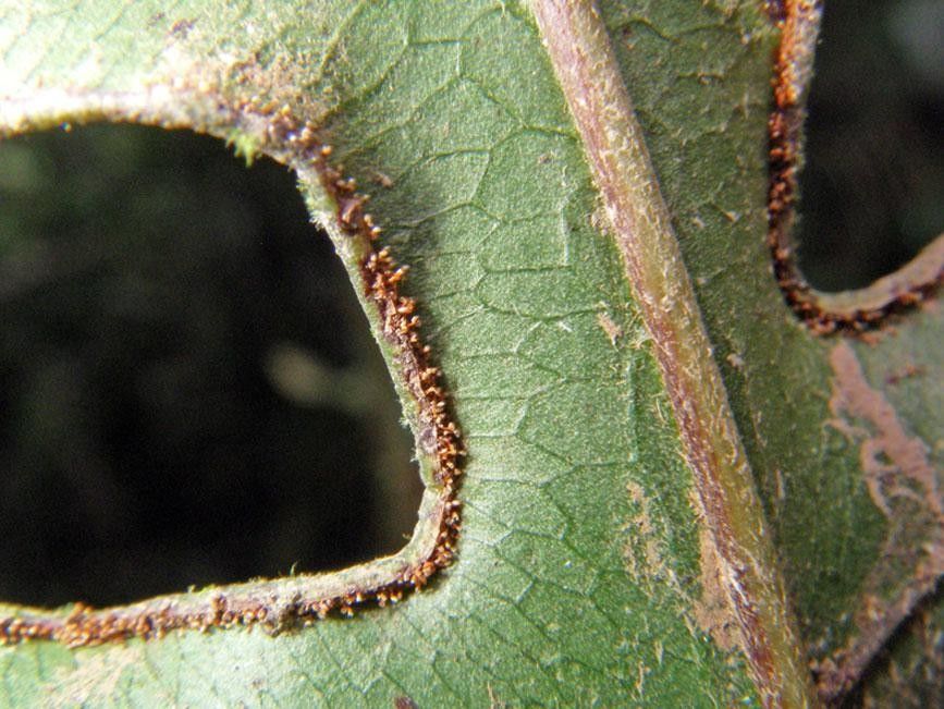 Pteris propinqua other