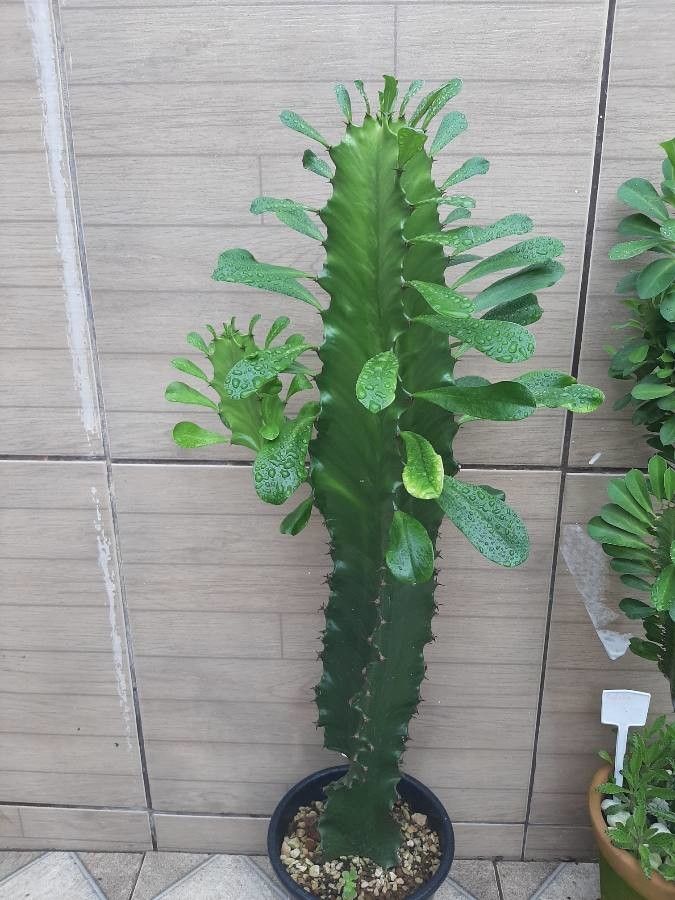 Euphorbia ammak bark