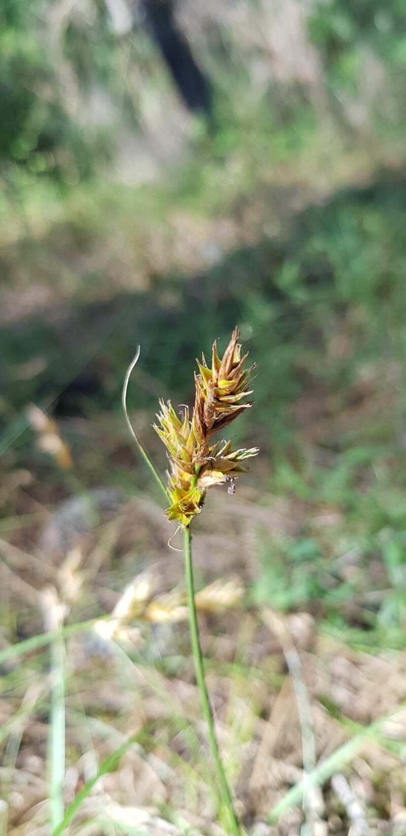 Carex arenaria fruit