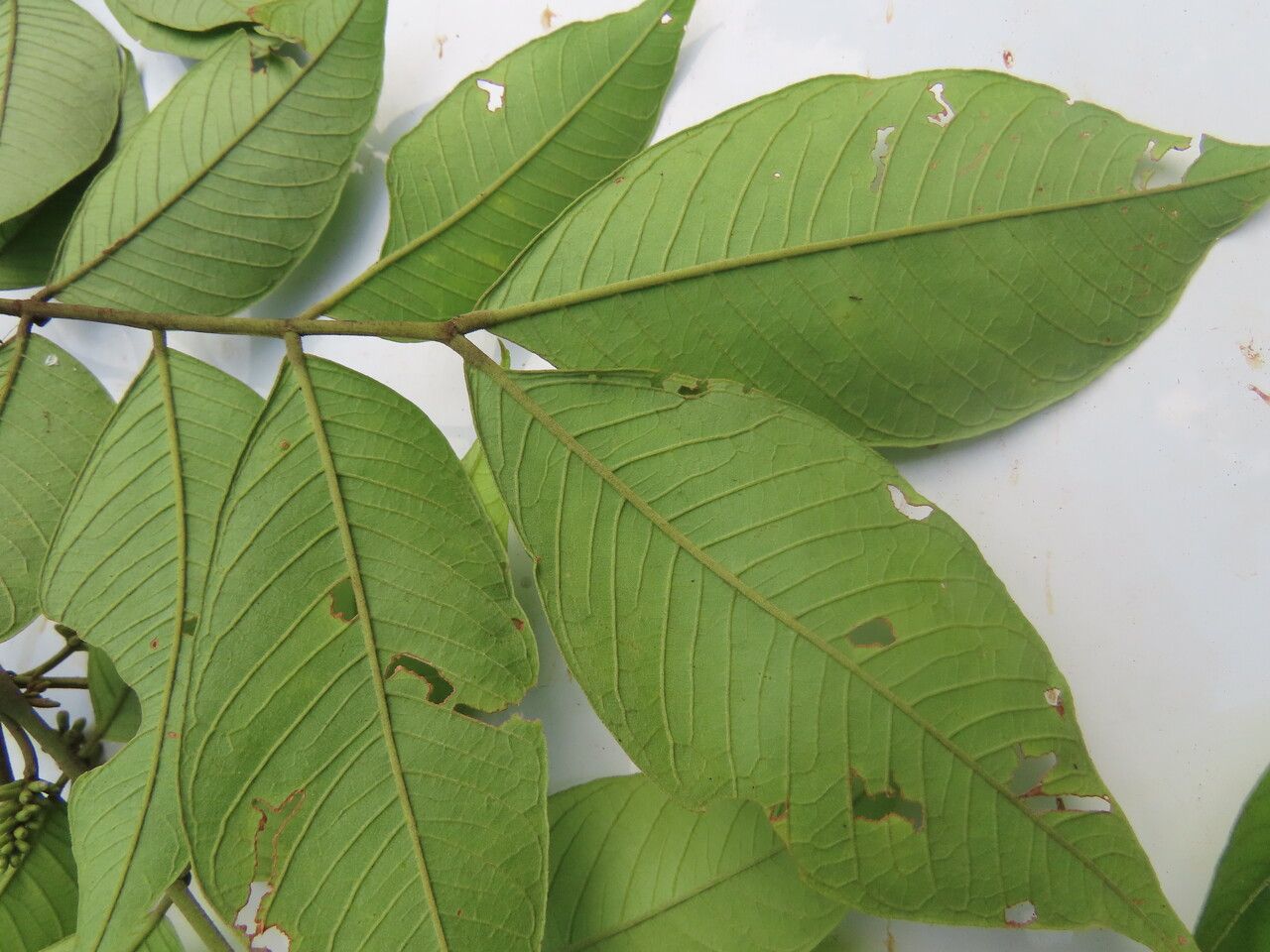 Inga thibaudiana — search result for 'Inga'