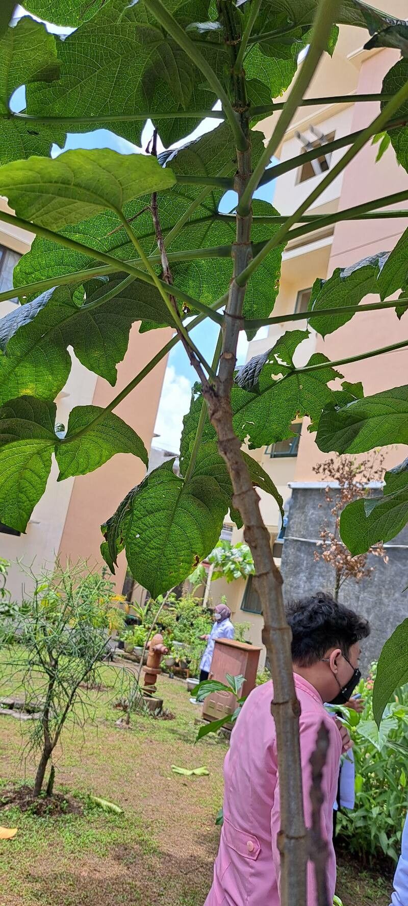 Clerodendrum paniculatum bark