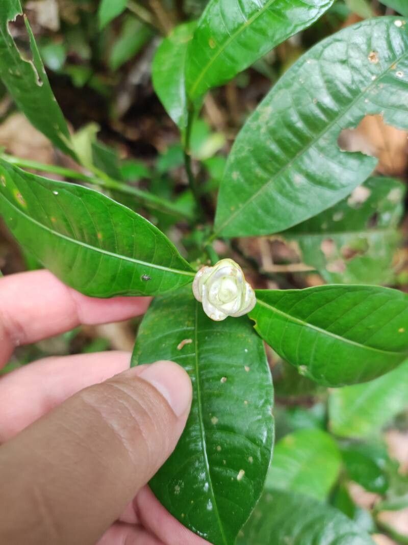Palicourea glomerulata flower