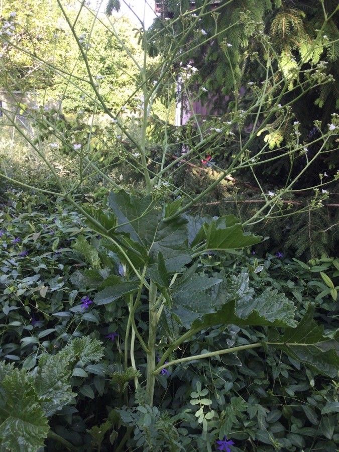 Crambe cordifolia habit
