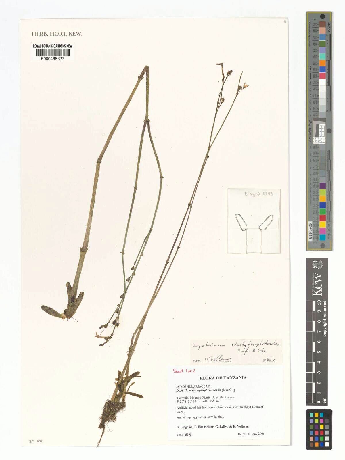 Dopatrium stachytarphetoides — houseplant care guide