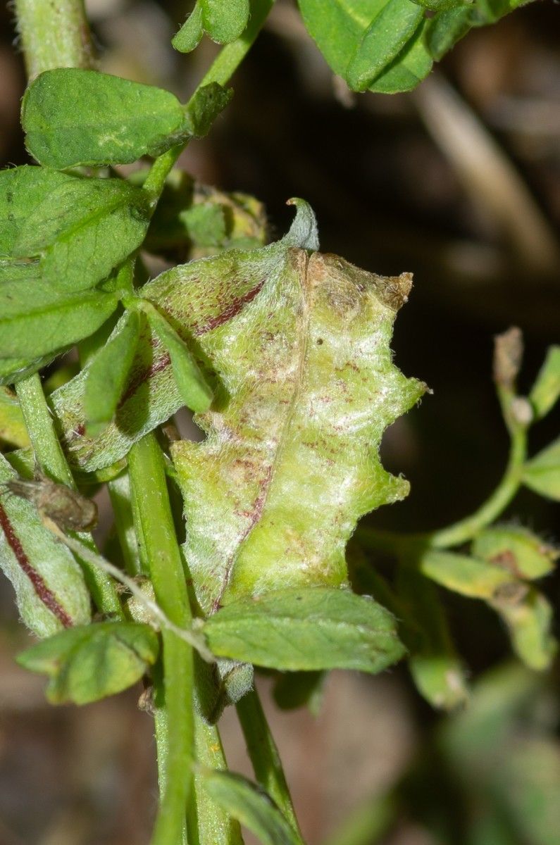 Biserrula pelecinus fruit