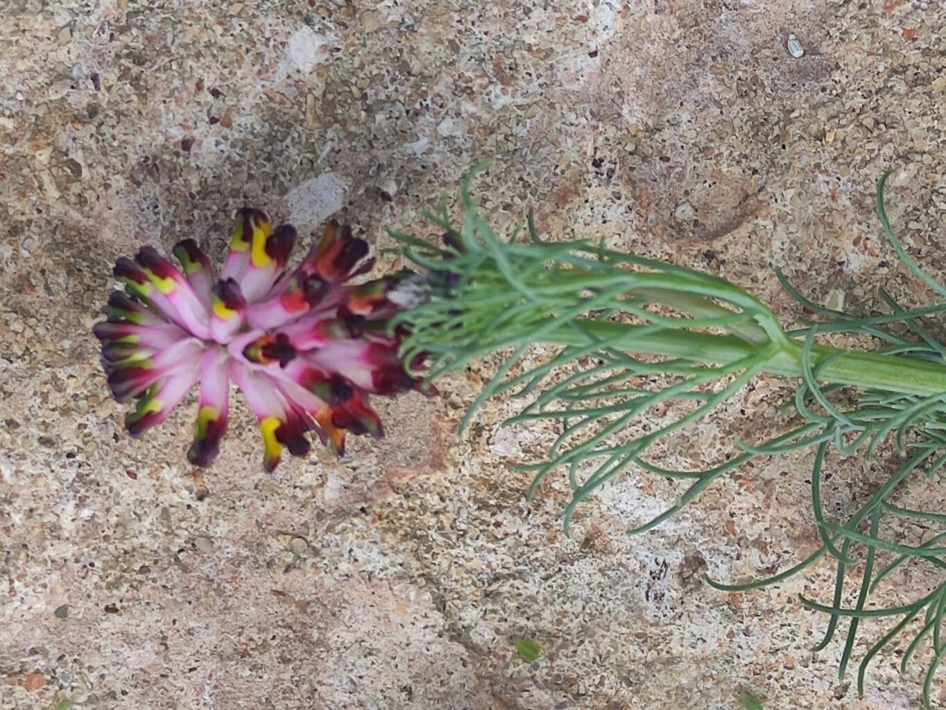 Platycapnos tenuiloba flower