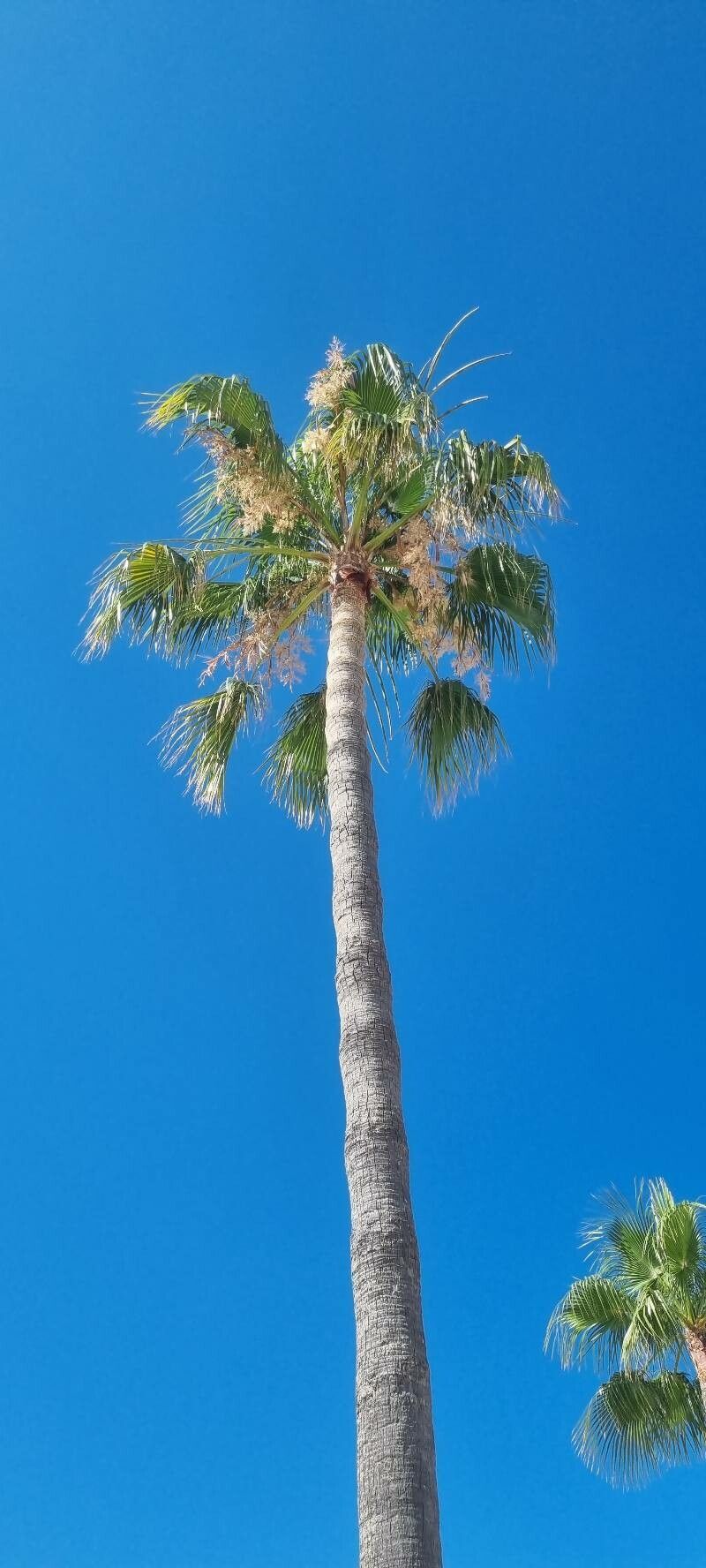 Washingtonia filifera flower