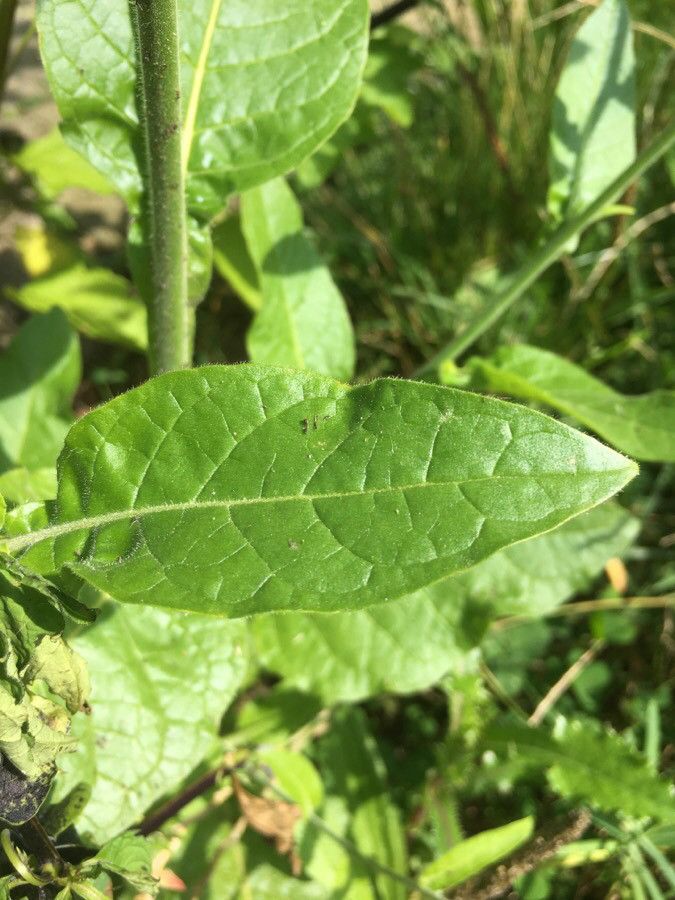 Nicotiana rustica leaf