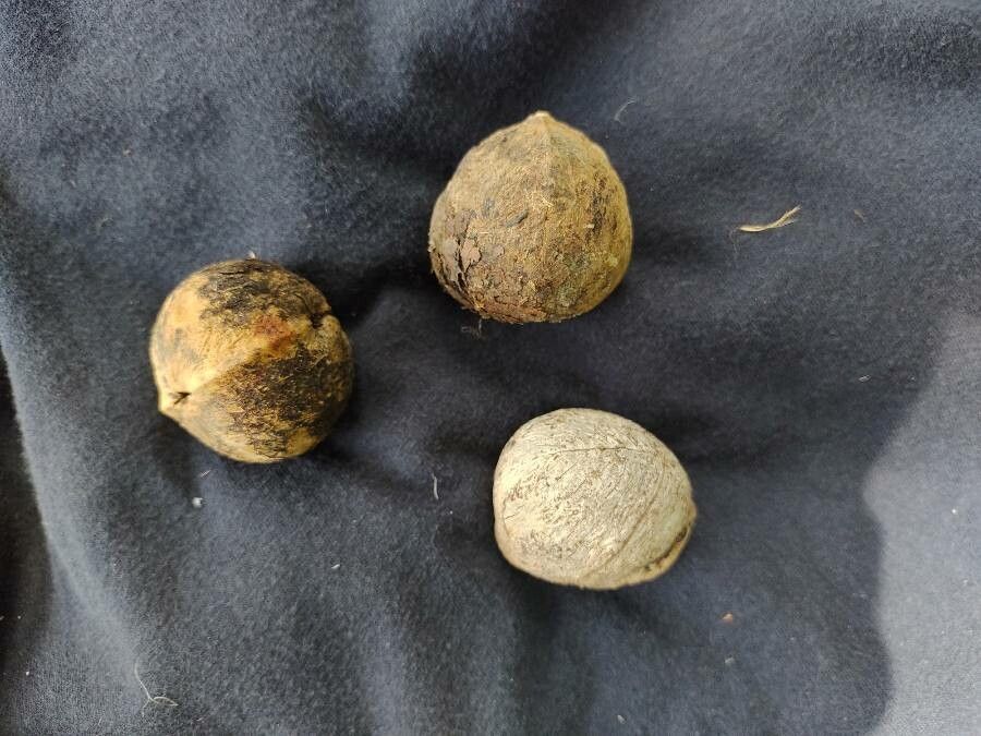 Joannesia princeps fruit