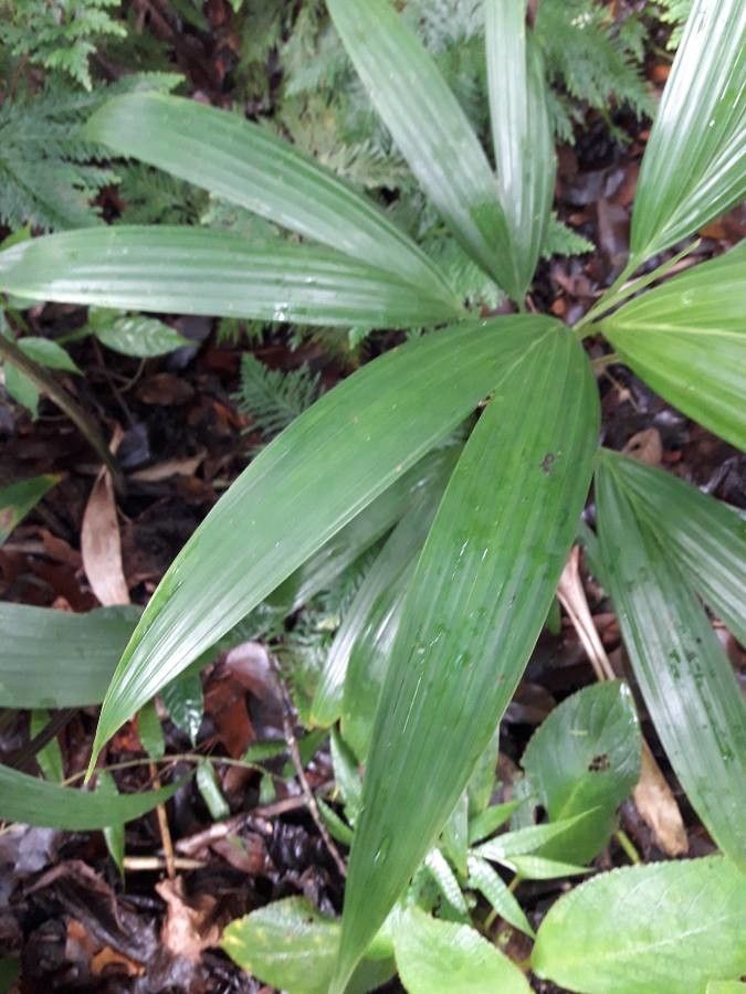 Asplundia rigida leaf