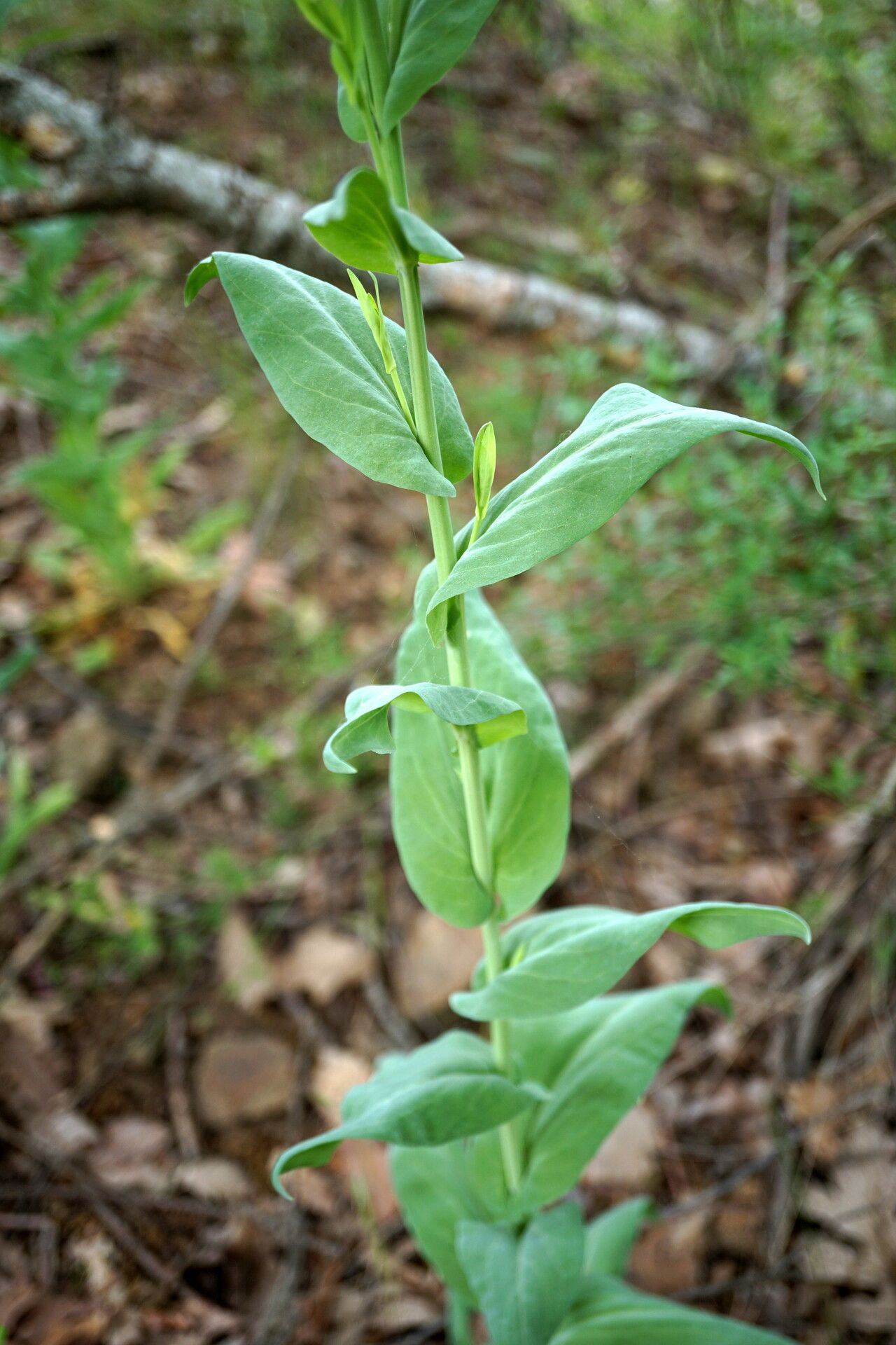Arabis sagittata — houseplant care guide
