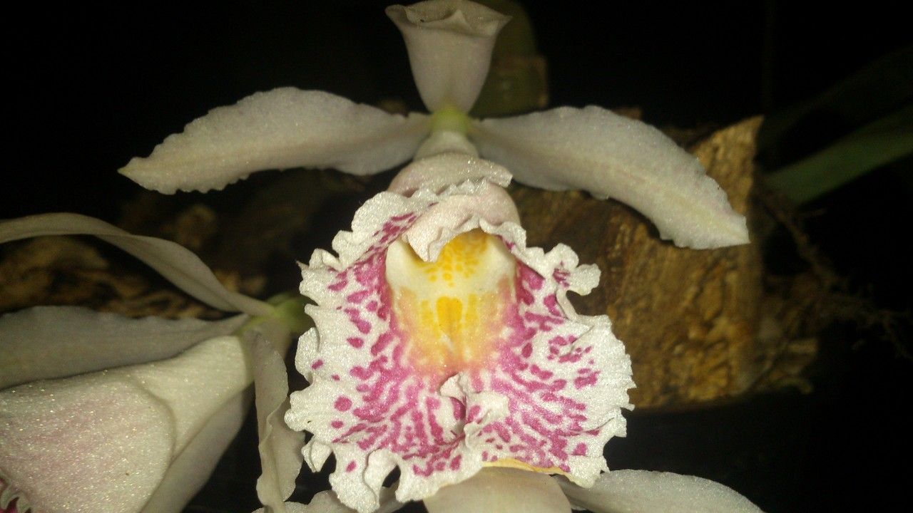 Trichopilia suavis flower