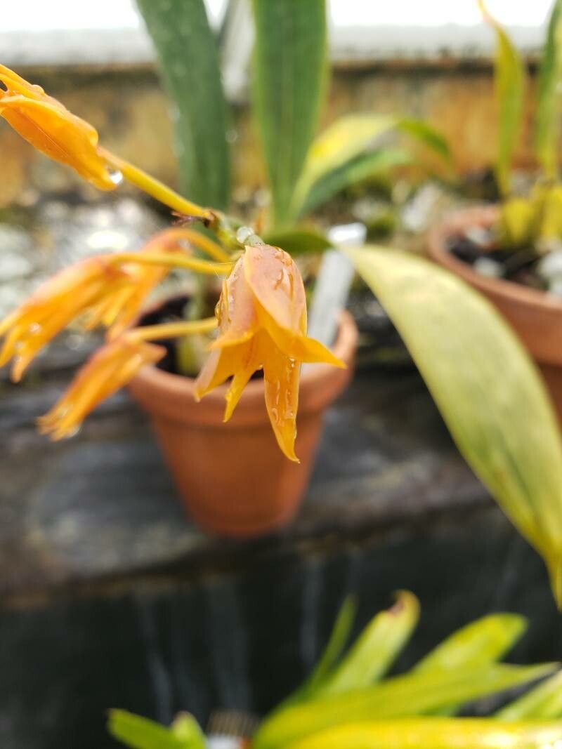 Bifrenaria aureofulva — related species from the same genus