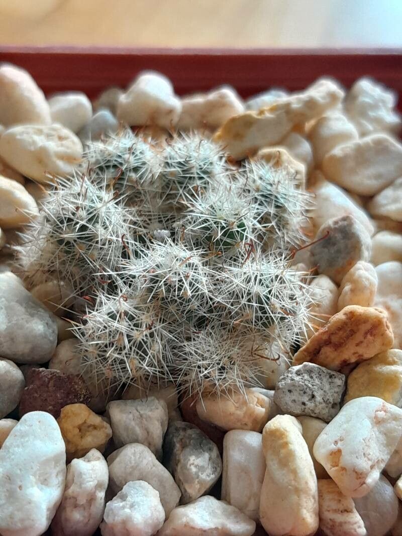 Mammillaria oteroi — houseplant care guide