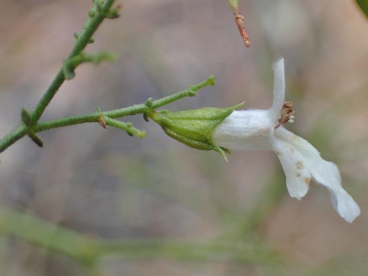 Stachys glutinosa fruit