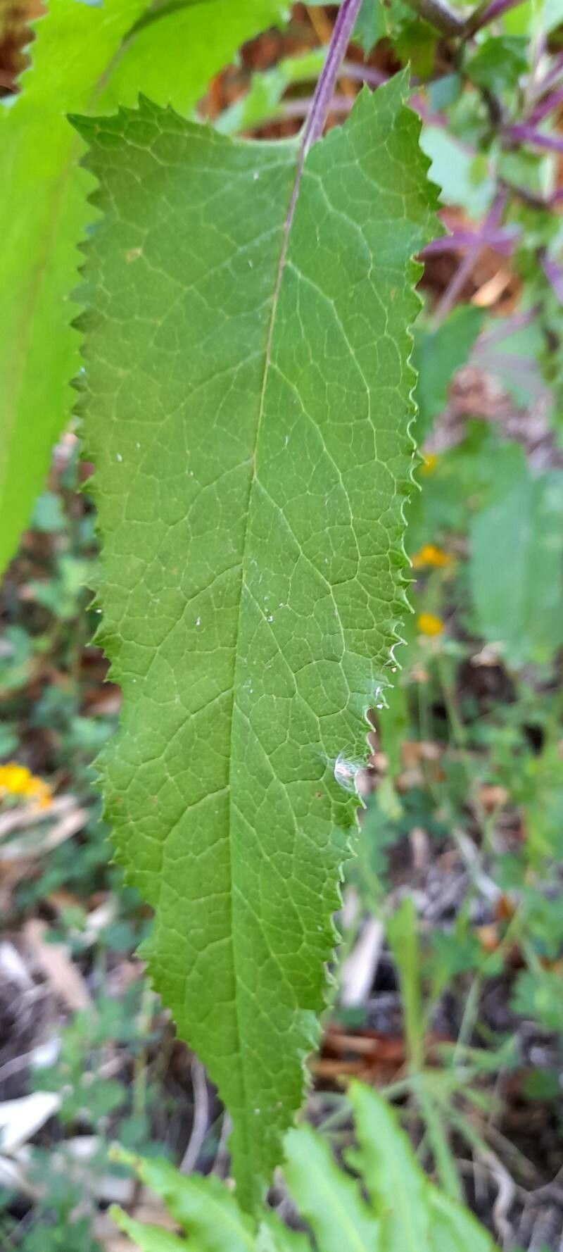Senecio otites — search result for 'Senecio'