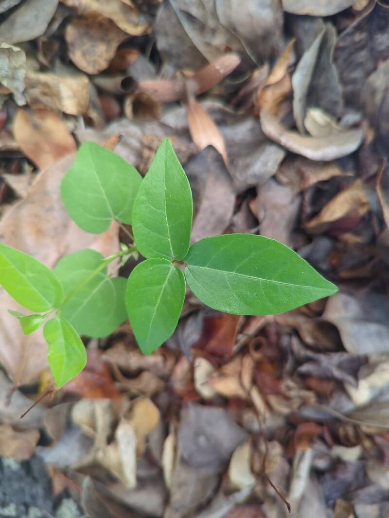 Macrotyloma axillare leaf
