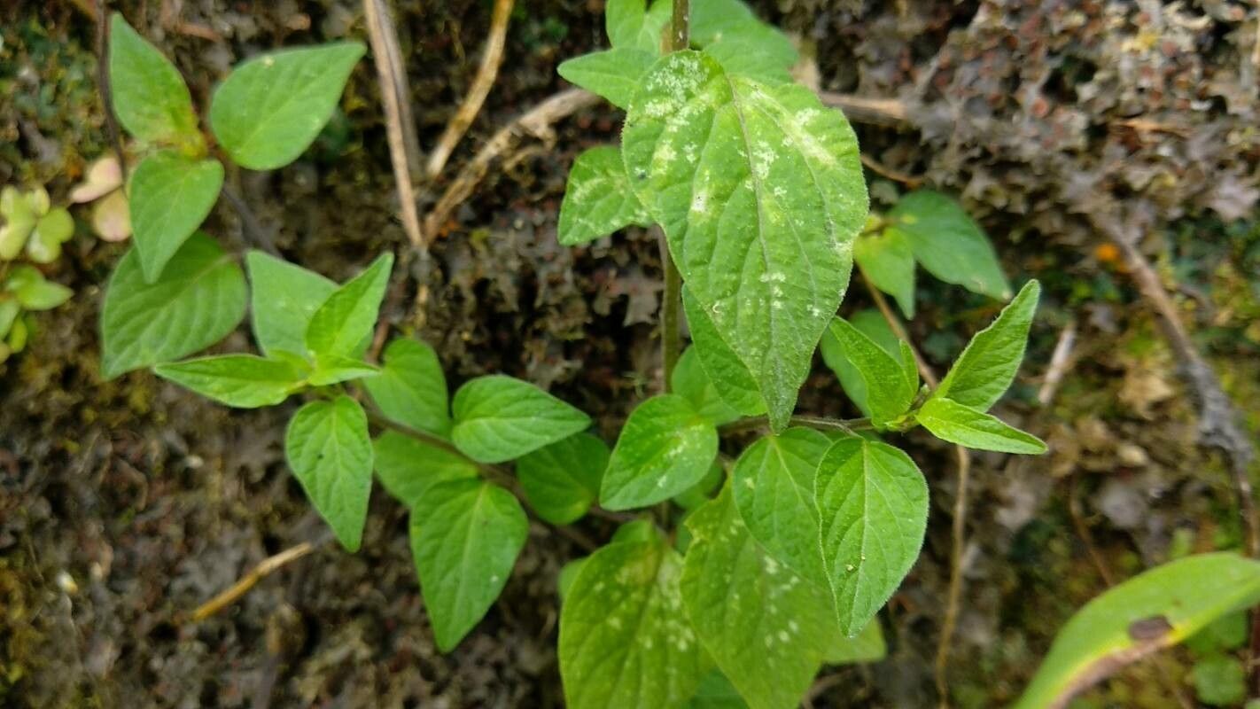 Browallia americana leaf