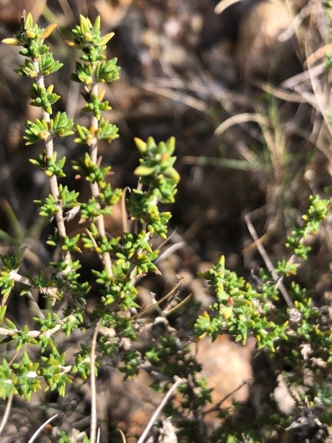 Thymus hyemalis — search result for 'Thymus'